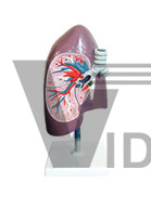 The model of trachea,bronchus and lung